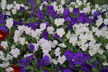 Obraz premium 満開に咲く密集した色とりどりのパンジーの花