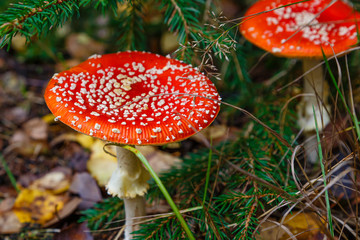 Fliegenpilz (Amanita muscaria) 
