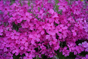 密集した満開の濃いめピンクのかわいい小花たち