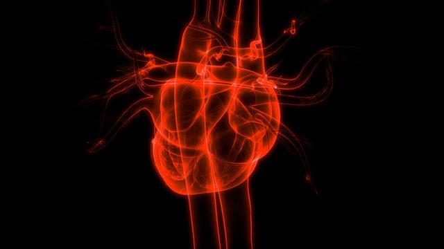 Human Heart beat Anatomy