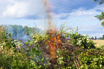 Burning sick bushes. Big fire. Smoke from the fire. Flame.