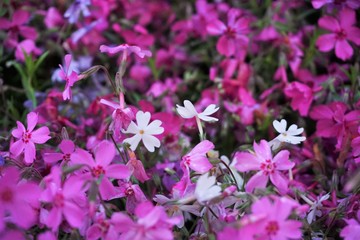 ピンク色の花のなかで際立つ白い花