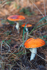 Red fly agaric in autumn forest.