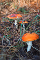 Red fly agaric in autumn forest.
