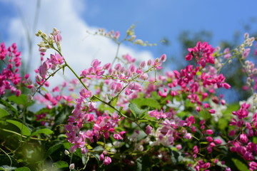 Colorful flowers and green leaves in nature