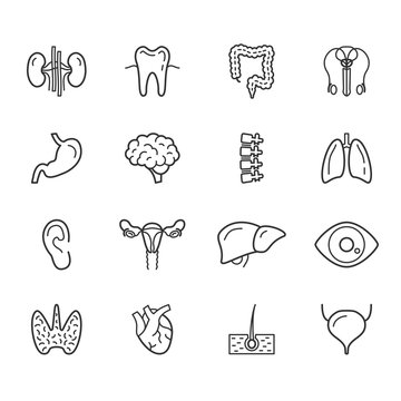 Human internal organs and body anatomy icons set