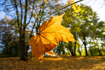 Fallende Blätter im Herbst im Park