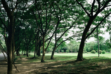Obraz premium Image of green garden background in the park