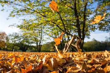 Fallende Blätter im Herbst im Park