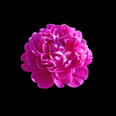 Beautiful pink peony isolated on a black background