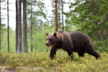 Obraz na płótnie Canvas bear walkin in forest landscape