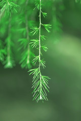 Fir twig, foreground nature