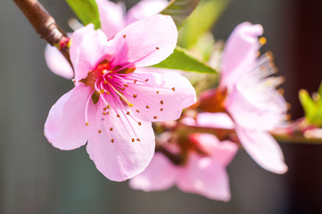 Close up of the blooming branch of the fruit tree. Peach Blossoms Blooming on Peach Trees. Beautiful peach flowers close up - as background. Pink cherry blossoms on tree with blurred background.