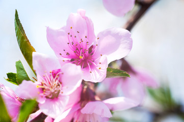 Close up of the blooming branch of the fruit tree. Peach Blossoms Blooming on Peach Trees. Beautiful peach flowers close up - as background. Pink cherry blossoms on tree with blurred background.
