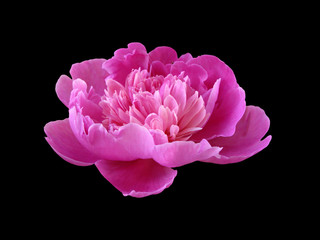Beautiful pink peony isolated on a black background