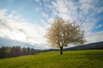 Alone white blooming cherry tree on a spring meadow