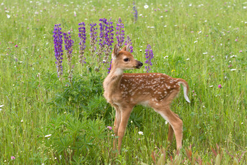 White tailed Fawn Looking over its Shoulder