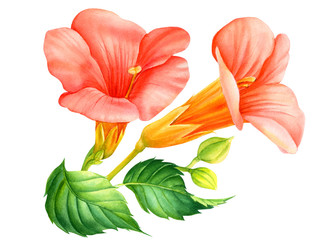 Campsis tropical flowers, flowers in Greece on an isolated white background, watercolor drawing