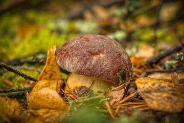 mushrooms