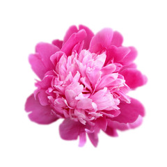 Beautiful pink peony isolated on a white background