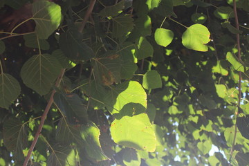 green leaves 