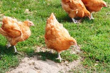 Domestic Chickens Eating grains and green grass