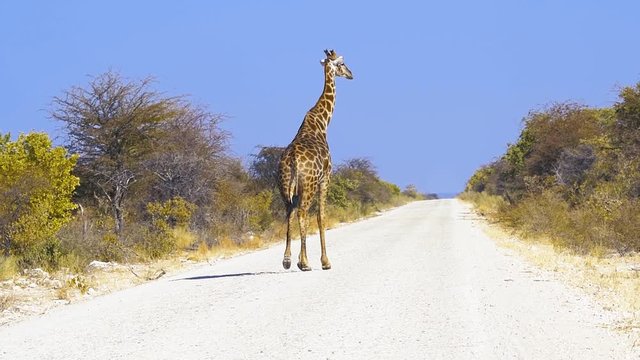 Girafe walking in etosha national park