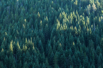 Endless fir tree forest on mountainside in the autumn.  Coniferous woods. Background, texture concept.