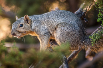 Naklejka na ściany i meble Tree squirrels are the members of the squirrel family commonly just referred to as squirrels. They include over a hundred arboreal species native to all continents except Antarctica and Oceania.