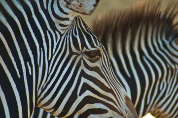 Fototapeta na wymiar Zebras are several species of African equids united by their distinctive black-and-white striped coats. Their stripes come in different patterns, unique to each individual. 