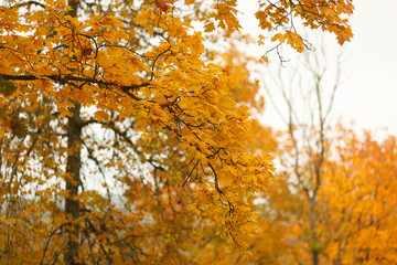 Beautiful scene misty old autumn forest