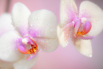 Orchid flowers isolated against a pink background