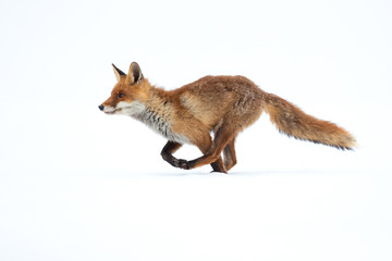 Obraz premium The red fox (Vulpes vulpes) is the largest of the true foxes and one of the most widely distributed members of the order Carnivora