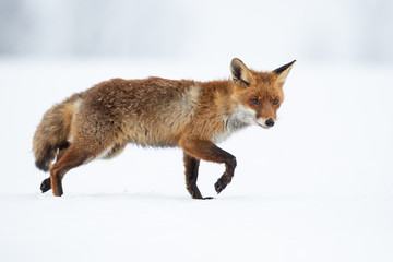 The red fox (Vulpes vulpes) is the largest of the true foxes and one of the most widely distributed...