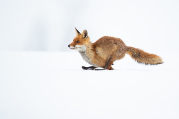 The red fox (Vulpes vulpes) is the largest of the true foxes and one of the most widely distributed members of the order Carnivora