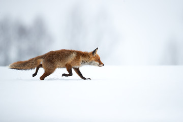 The red fox (Vulpes vulpes) is the largest of the true foxes and one of the most widely distributed...