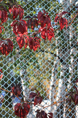 Red ivy leaves on a metal mesh.