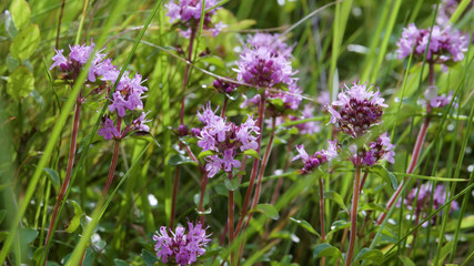 Micro shot of purple flowers