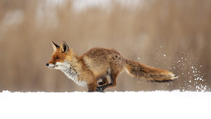 The red fox (Vulpes vulpes) is the largest of the true foxes and one of the most widely distributed members of the order Carnivora - obrazy, fototapety, plakaty