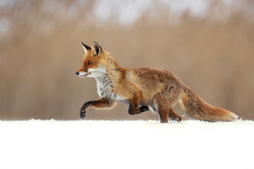 The red fox (Vulpes vulpes) is the largest of the true foxes and one of the most widely distributed members of the order Carnivora