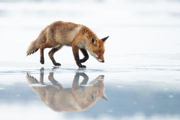 The red fox (Vulpes vulpes) is the largest of the true foxes and one of the most widely distributed...