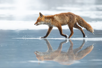 Fototapeta premium The red fox (Vulpes vulpes) is the largest of the true foxes and one of the most widely distributed members of the order Carnivora