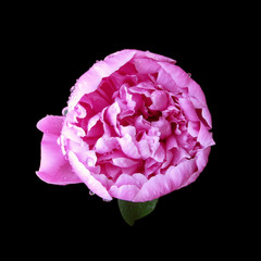 Beautiful pink peony isolated on a black background