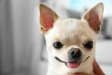 Obraz premium Young woman with adorable Toy Terrier indoors, closeup. Domestic dog