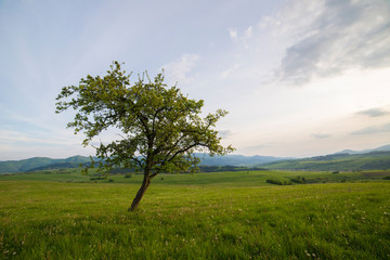 Obraz premium Samotne drzewo na łące