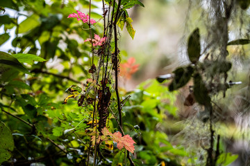 leaves and branches 