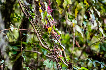 leaves and branches