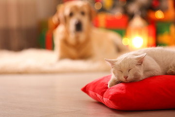 Cute white cat on pillow in room decorated for Christmas and blurred dog on background. Adorable pets