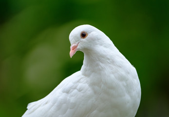 White adult Dove seen perched on a branch in an English Garden, looking for food. Detail of the birds head and feathers are clearly evident.