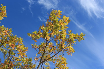Obraz premium sky